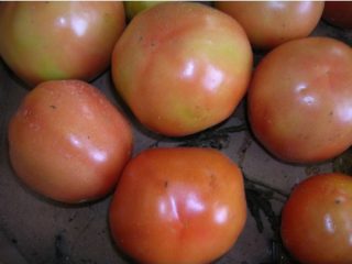 Epal Tomato Adam