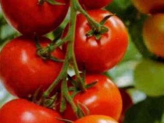 Kerja Tomato