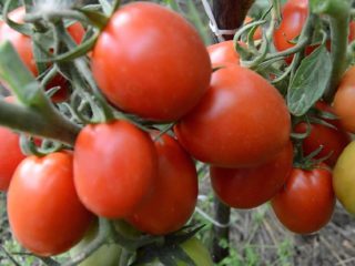 Tomato lewat yang rendah