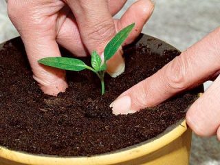Cara menyelam anak pokok terung