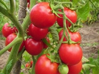 Varieti tomato untuk Belarus: keterangan, foto, ulasan