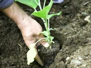 Plantning af aubergineplanter i åben grund
