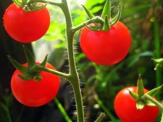 Varieti tomato untuk wilayah Moscow