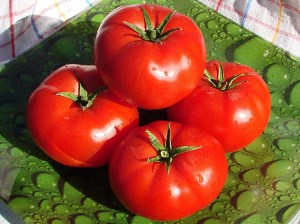 Penentu varieti tomato masak awal