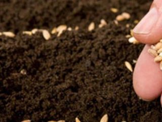 Plantning af agurkefrø i drivhuset
