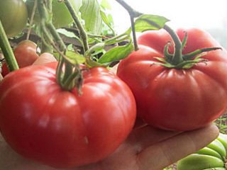 Varieti tomato besar untuk rumah hijau