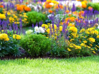 Smukke stauder, der blomstrer hele sommeren