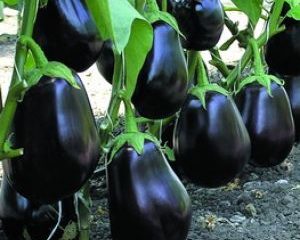 Aubergine Vicar