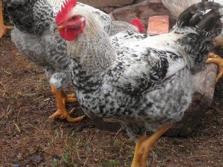 Chickens Master Grey: beskrivning och egenskaper hos rasen