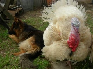 สายพันธุ์ไก่งวงสำหรับผสมพันธุ์ที่บ้าน + รูปถ่าย