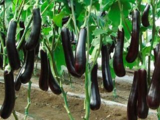 Aubergine Marathon Runner