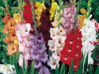 Karaliskais zieds ainavu dizainā - gladiolas kompozīcijās