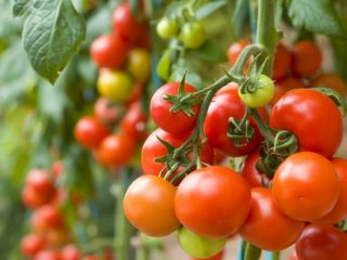 Tomatanastasia