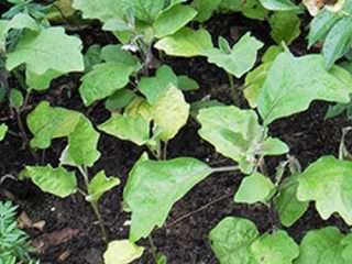 Aubergine kimplanter og sygdomsbekæmpelsesmetoder