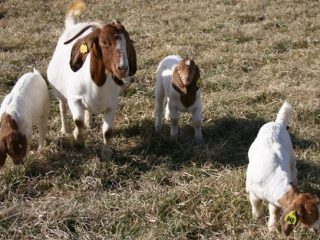 Boer ožkų veislė: priežiūra ir veisimas