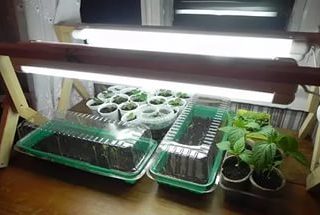 Cara menanam anak benih lada dan tomato