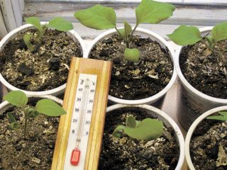 Mengapa anak pokok terung jatuh
