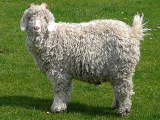 Caprele Angora: productivitate, recenzii