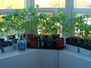 Voksende tomatplanter på balkongen