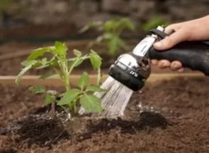 Bilakah menanam tomato untuk anak benih untuk tanah terbuka