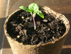 Vanding af aubergineplanter