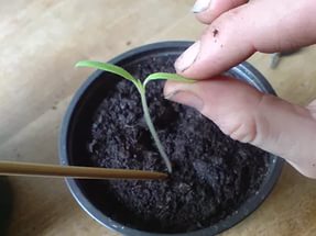 Sådan plejer du aubergineplanter