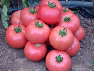 Tomato Pink berdaging