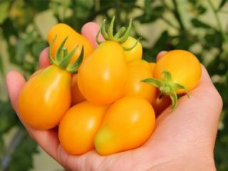 Titisan Madu Tomato