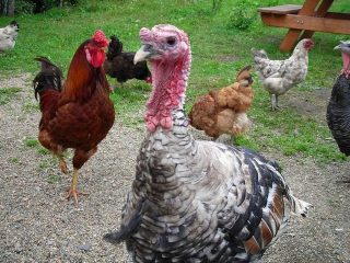 การเลี้ยงไก่และไก่งวงร่วมกัน