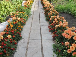 Kantsten stauder, der blomstrer hele sommeren