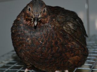 Burung puyuh hitam dan putih Inggeris: keterangan + foto