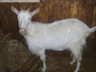 Megrelijos ožka