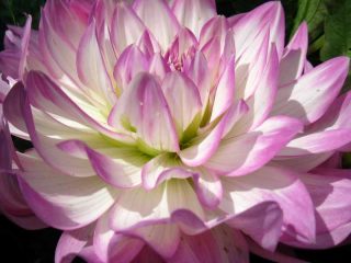 Dahlia hullu rakkaus
