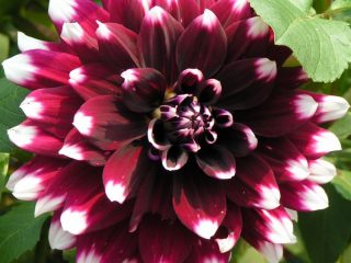 Dahlia-mysteeripäivä