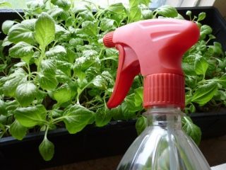 Top dressing af petunia kimplanter