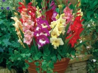 Gladioli i potter: plantning, dyrkning og pleje