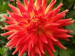 Dahlia Martha