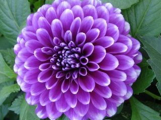 Dahlia sininen poika