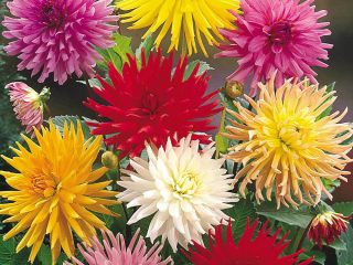 Dahlia Cactus: auga iš sėklų