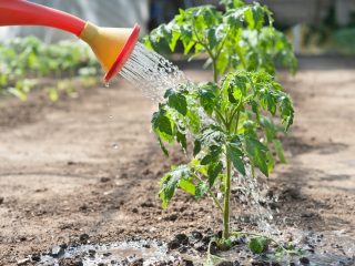 Menyiram anak benih tomato