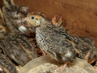 Paipalu audzēšana kā bizness: vai ir kāds ieguvums