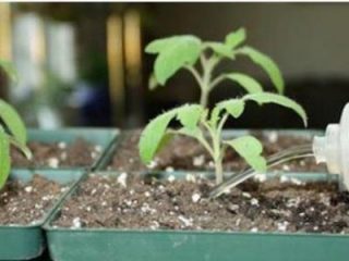 Berpakaian atas benih lada dan tomato dengan ubat-ubatan rakyat