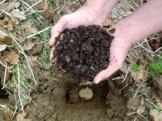 Kā mēslot kartupeļus, stādot bedrē