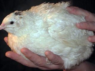 Burung puyuh pedaging: produktiviti, penyelenggaraan