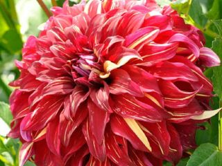 Dahlia Bohemian Spartacus