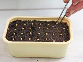 Bilakah menanam lada untuk anak benih di Ural