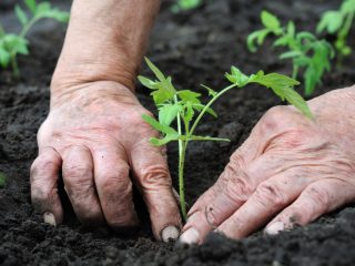 Tarikh untuk menanam anak benih tomato di tanah terbuka