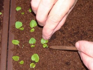 Hvordan og hvornår man dykker en petunia derhjemme