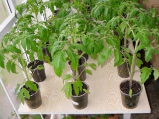 Perangsang pertumbuhan anak benih tomato