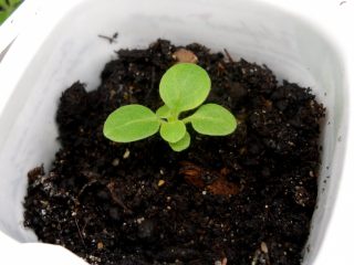 Cara merawat petunia selepas percambahan